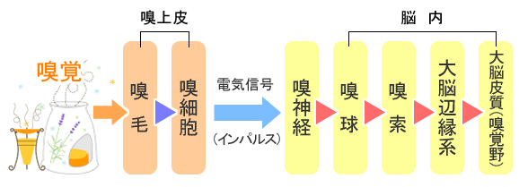 香りの作用経路