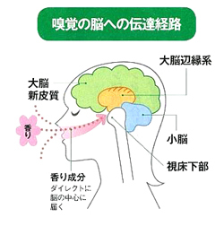 香りの働き